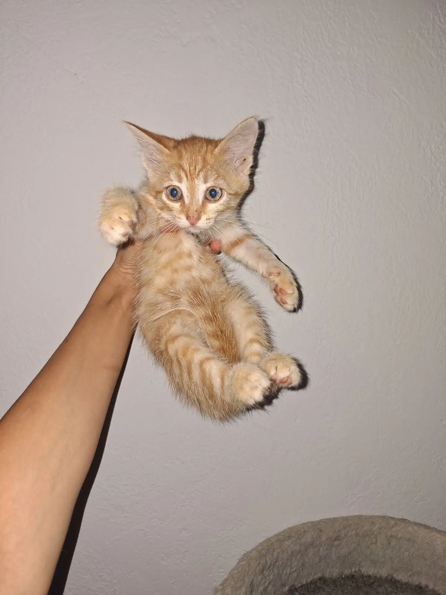 Котята в добрые руки

Мах:89028711380

________________________
👉ЗАКАЗАТЬ РЕКЛАМУ👈
👩‍💻Администра