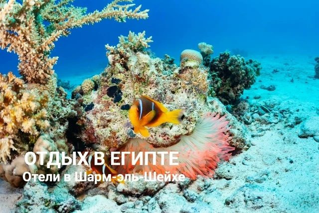 Где искать самый красивый подводный мир в Шарм-эль-Шейхе?🤔