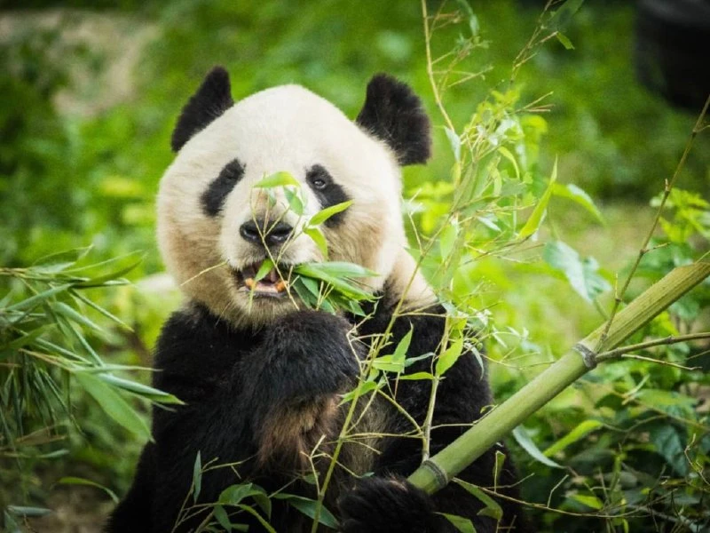 🐼 НОВИНКА! ПРЯМОЙ РЕЙС ИЗ НОВОСИБИРСКА В ЧЭНДУ