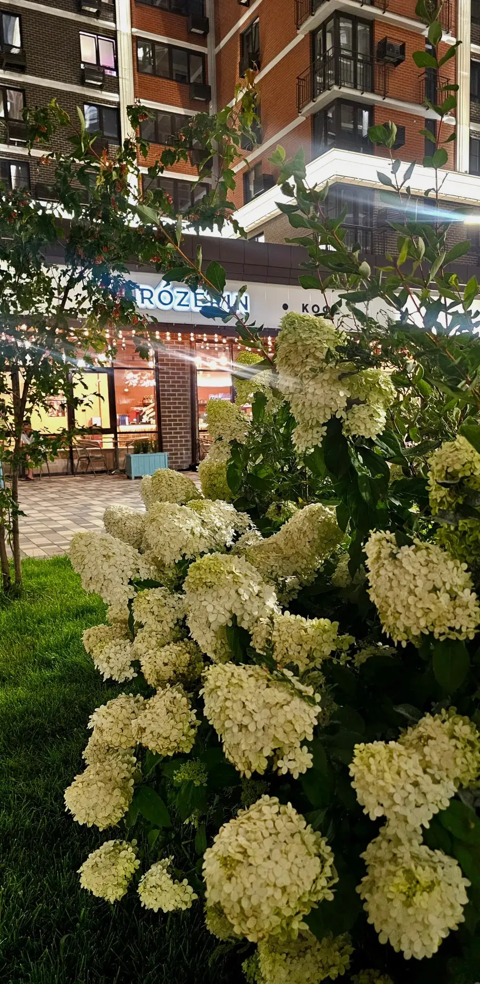 Цветущий любимый вечерний «Самолёт» #предложка