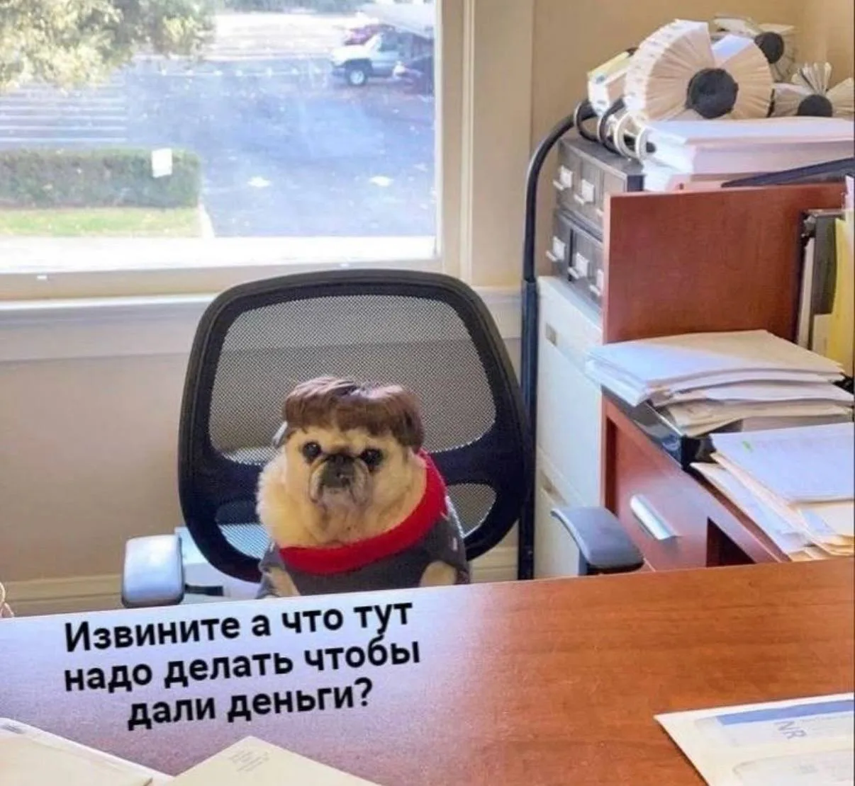 Извините, а что тут надо делать, чтобы дали деньги?😁