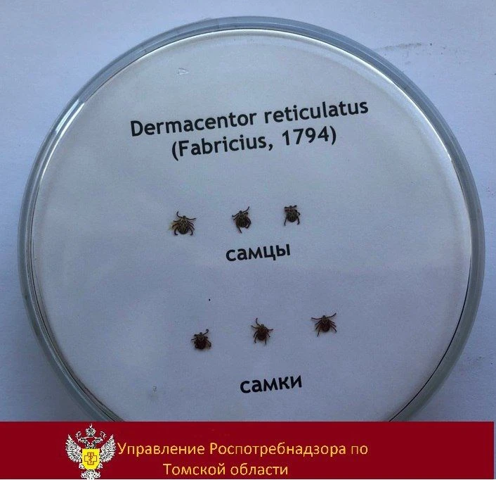 🔬Более 9 тысяч клещей исследовано с начала клещевого сезона в Томской области.