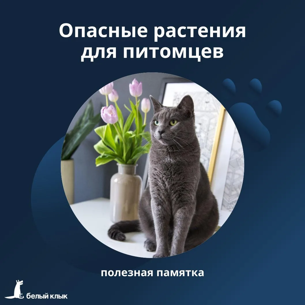 Опасные для животных растения и цветы 🌸

Даже самые привычные растения и цветы могут представлять у