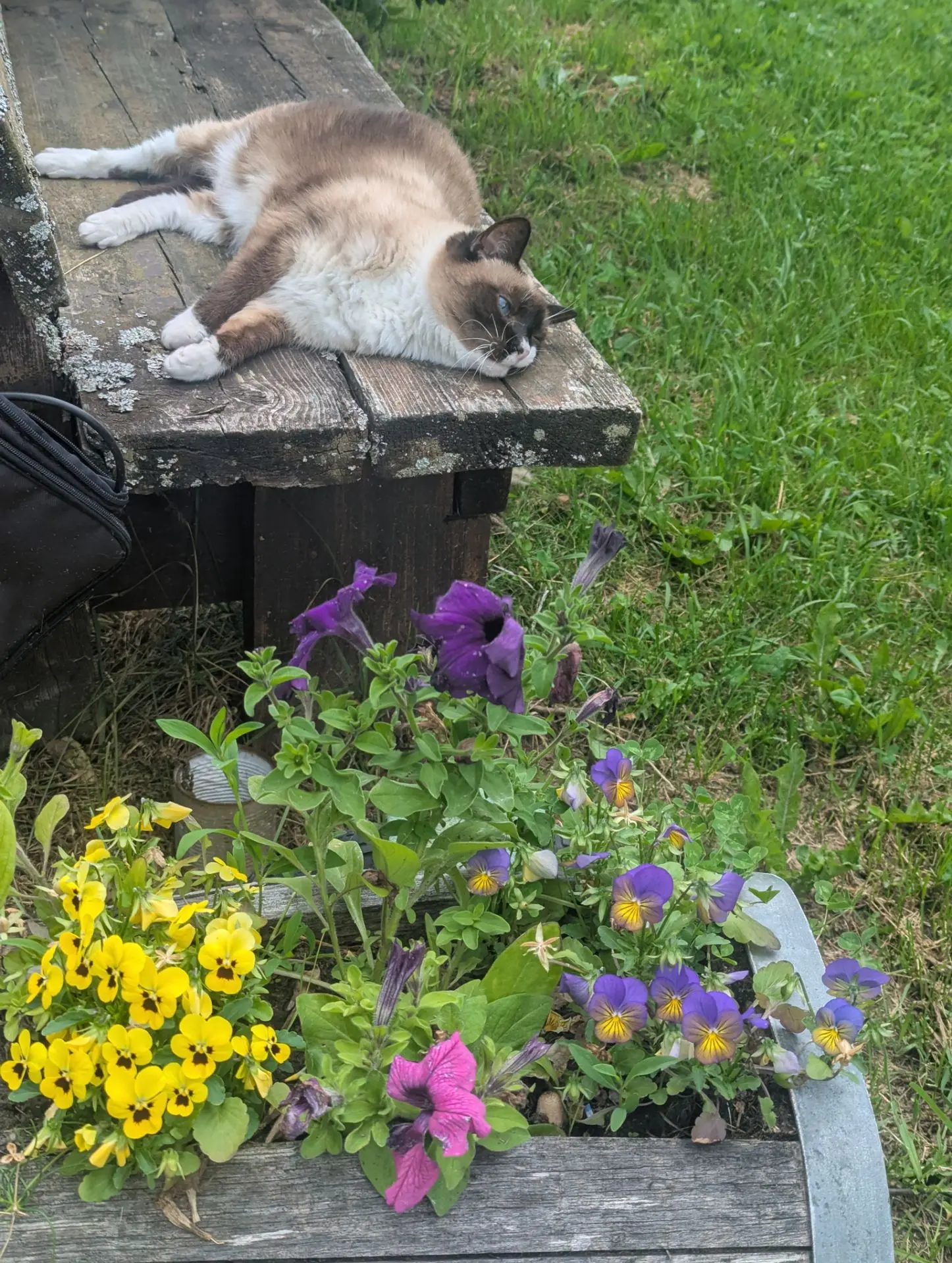 Кошка Дыня успела попозировать до дождя