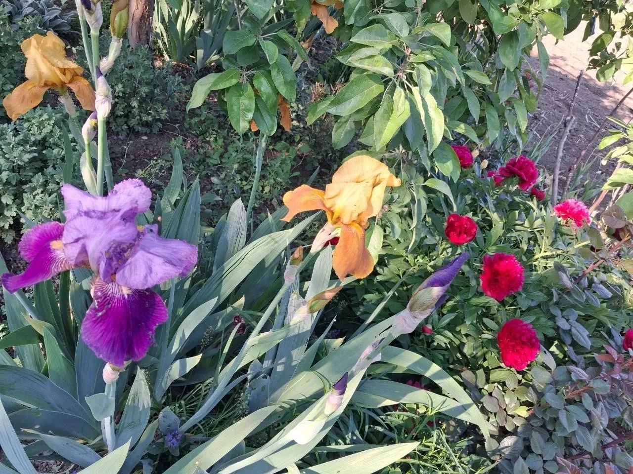 😏 Пока идут дожди, наши дорогие подписчики из Чернянки присылают нам фото своих майских цветов  😍 Ма