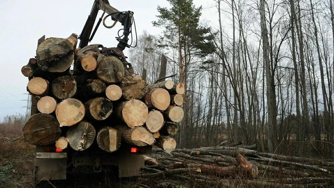 🌲 «Чёрные лесорубы» в Шабалинском районе заплатили 29 млн рублей
