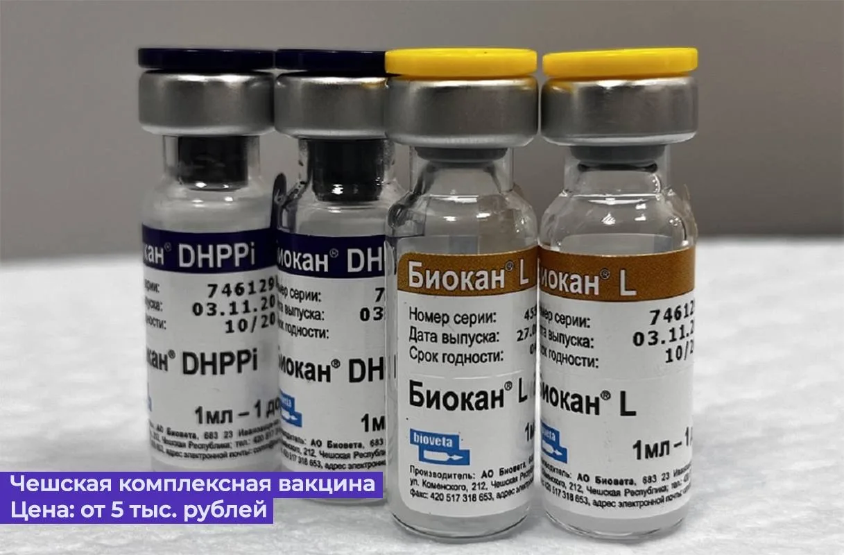 💉В России не хватает вакцин для собак и кошек, пишет Baza. Импортные ждут месяцами, отечественных м