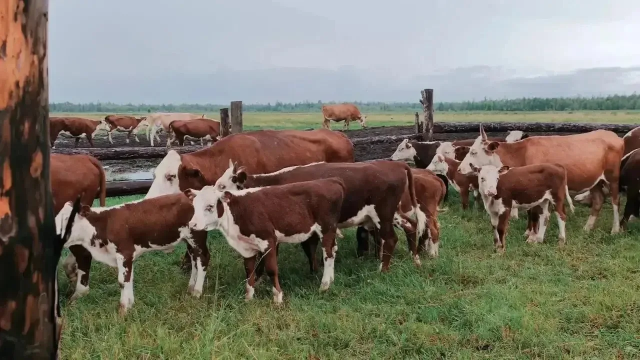 🐄 В Бурятии направят более 23 млн рублей на поддержку племенного животноводства

Минсельхоз Бурятии