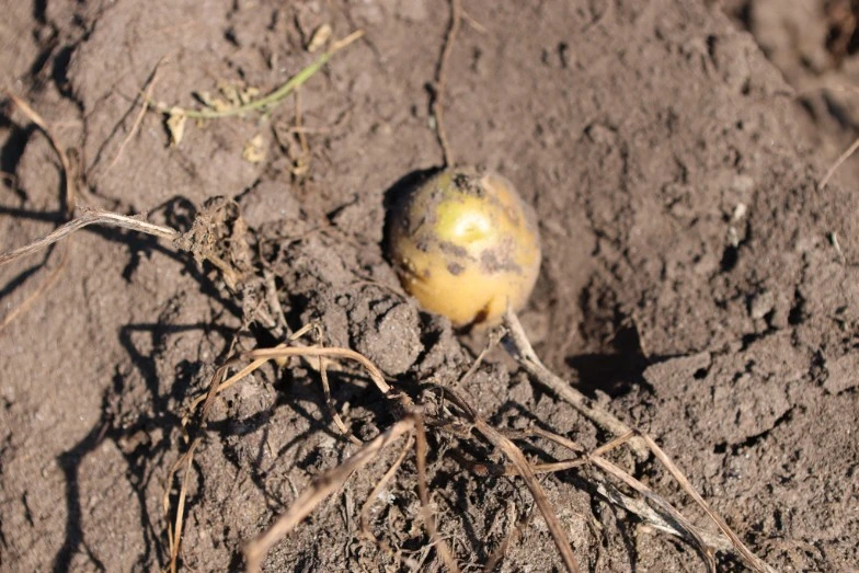 👩‍🌾🥔Картофеля амурским аграриям предстоит убрать на площади 829 га. К уборке картофе...