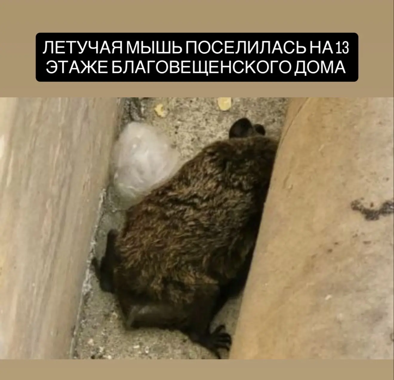 Жителей многоэтажки на улице Василенко в Благовещенске обеспокоила летучая мышь, которая уже второй 