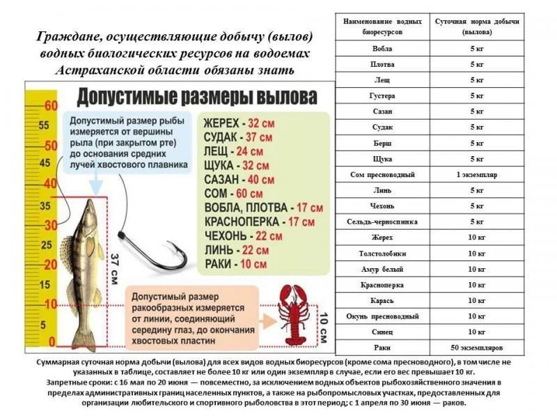 Допустимые размеры вылова!