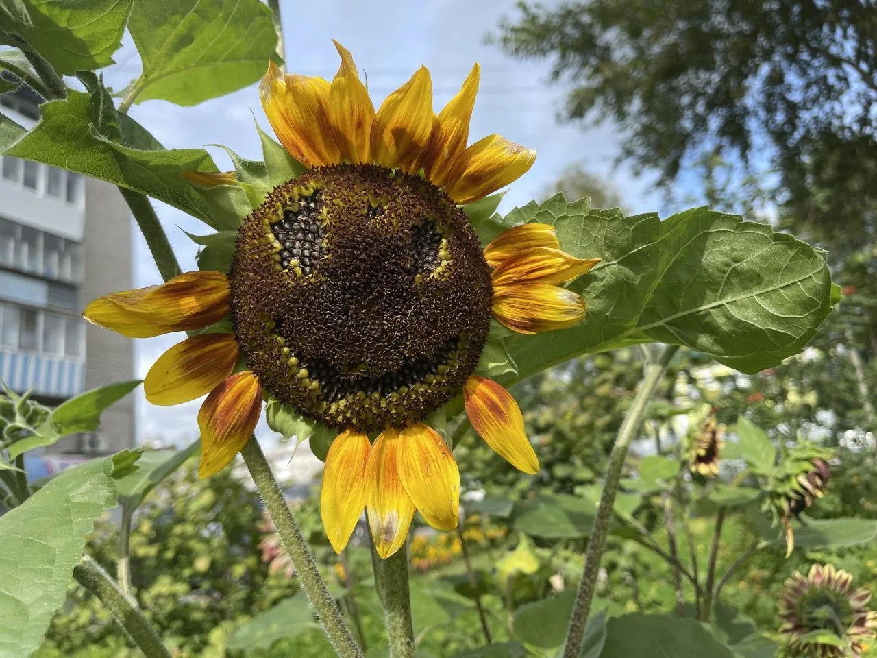 🌞На севере области тепло задержится до 9 сентября