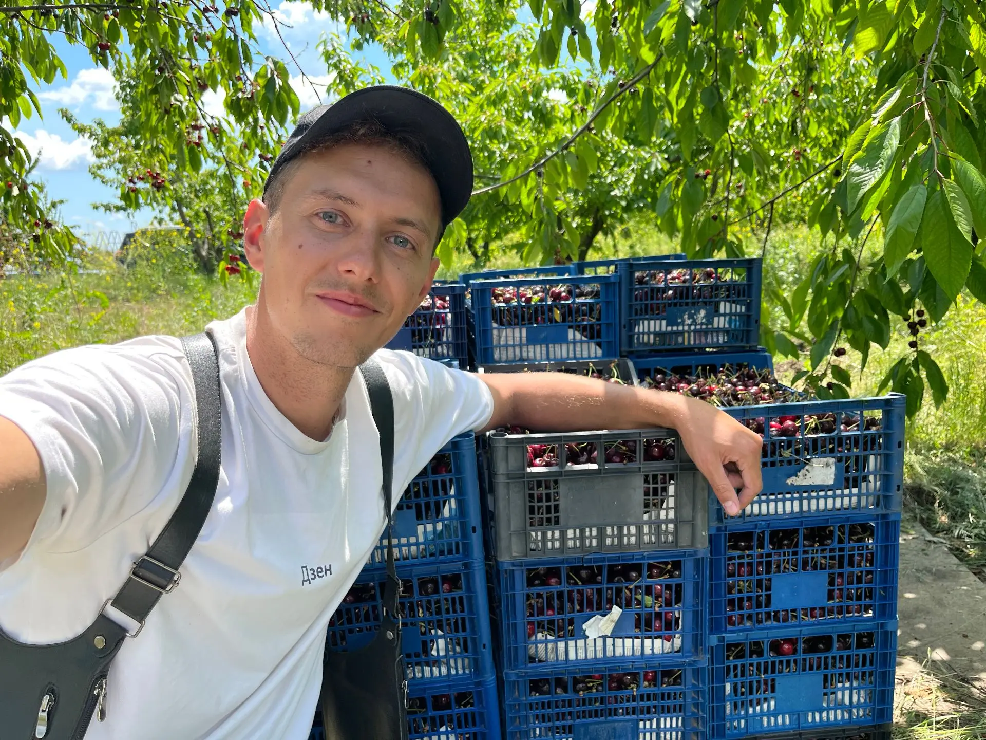 Это был жаркий денёк и продуктивный.
Вот и прошёл первый день массового сбора черешни. Собрать тонну