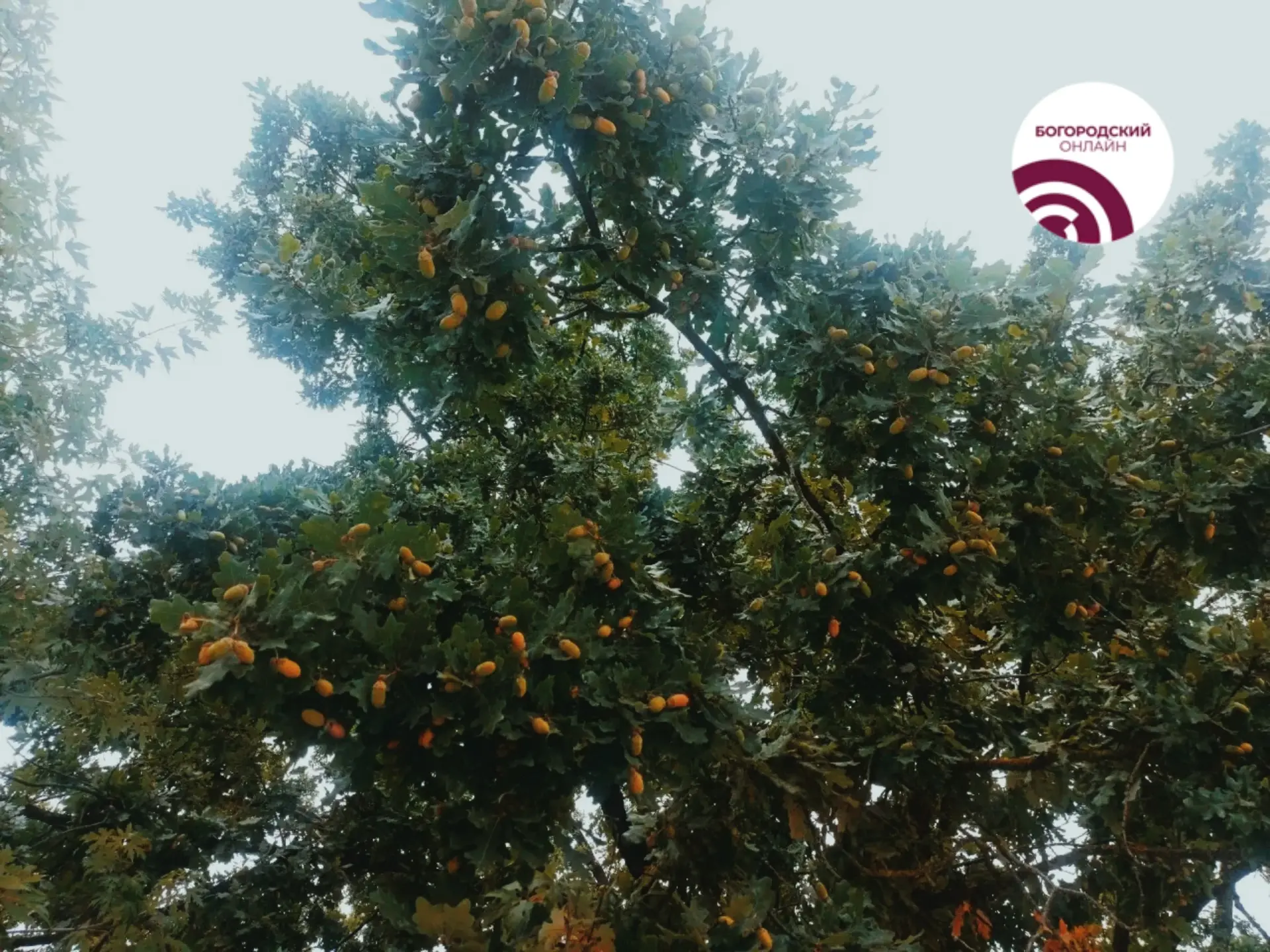Желудьевое безумие в Ногинске 🌰