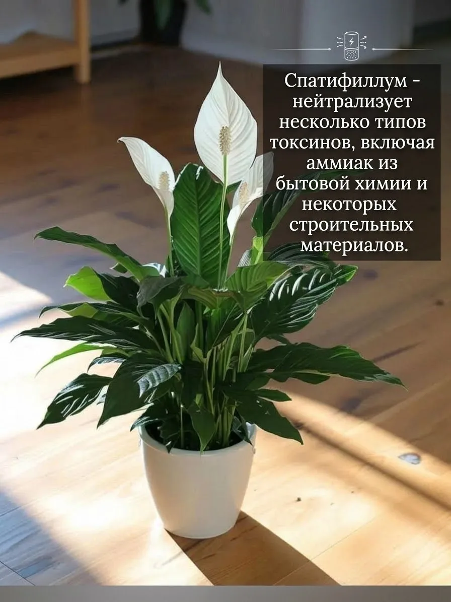 🌿 Доказано: эти растения очищают воздух в помещении!