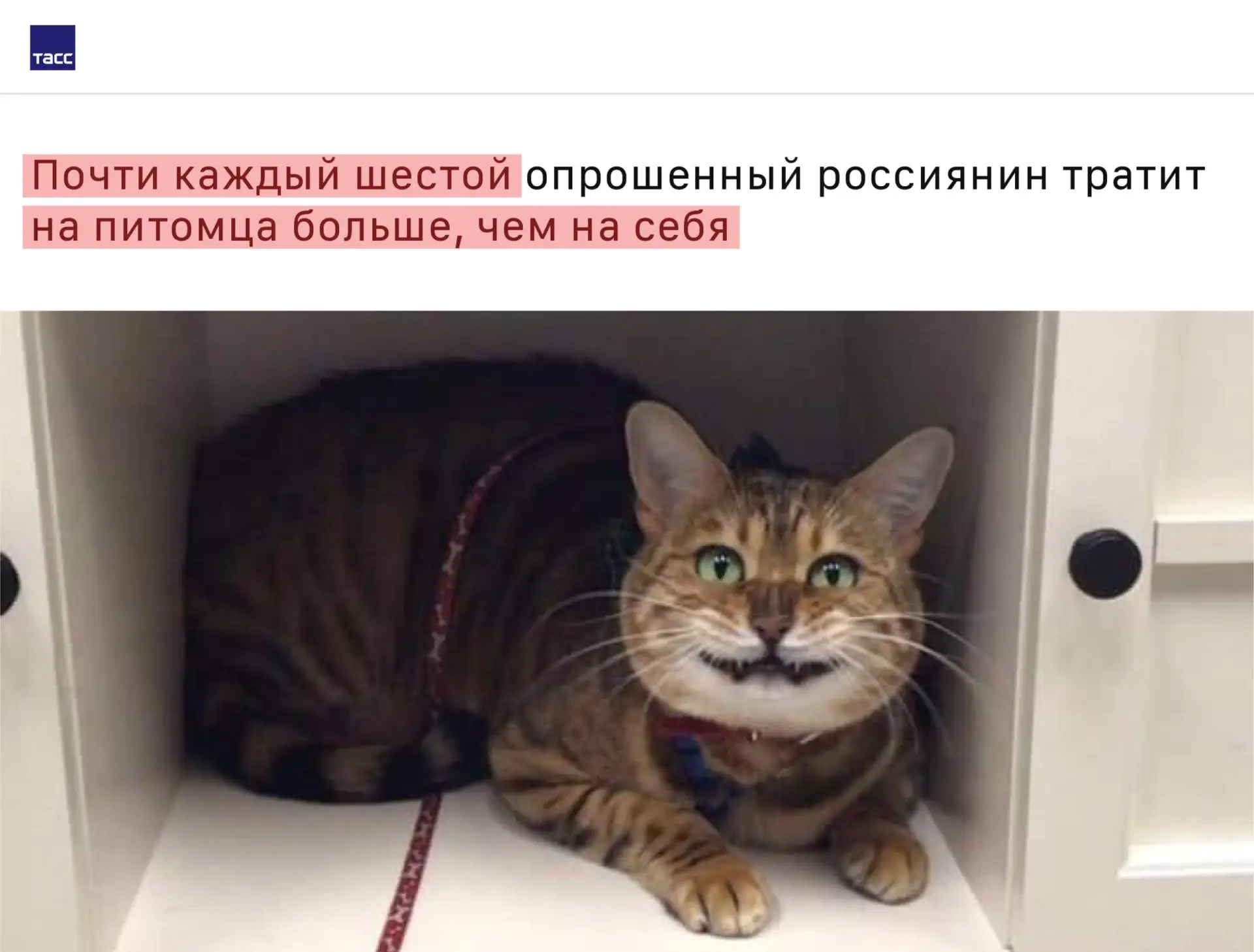 🐾💸 Россияне тратят на лечение питомцев в три раза больше, чем на своё здоровье