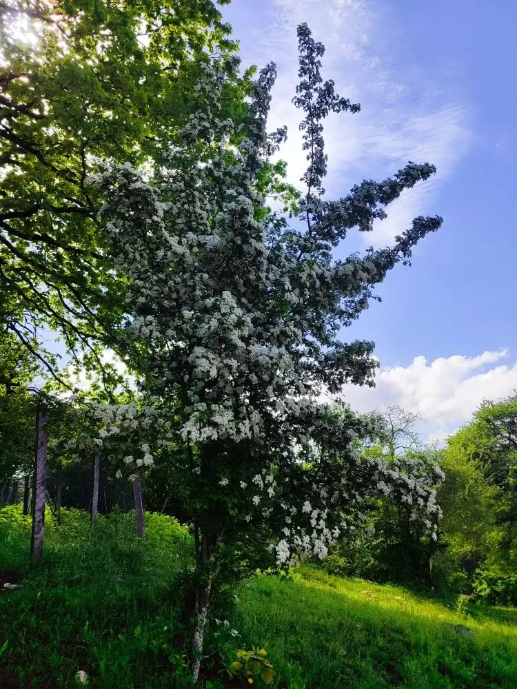 А у нас боярышник цветёт 😍