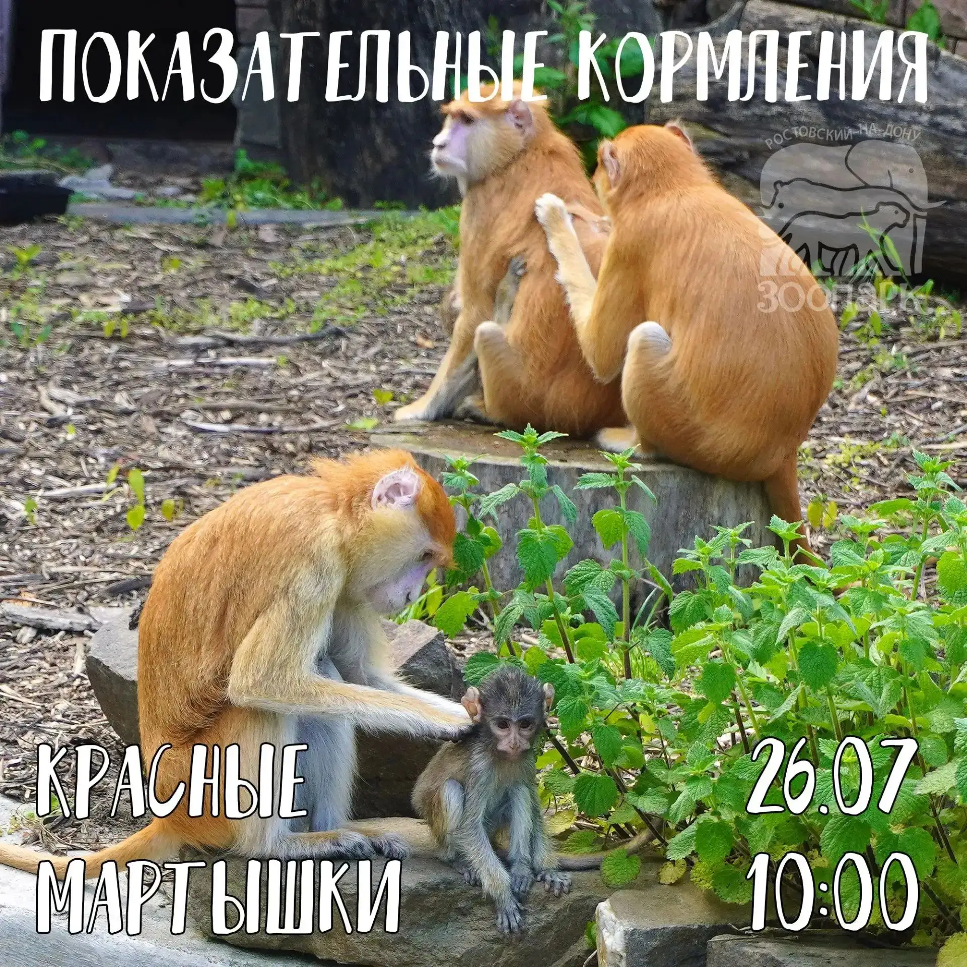 🐒 Красные мартышки, или гусары, — это не просто обезьяны, а настоящие «кавалеристы» африканской сав