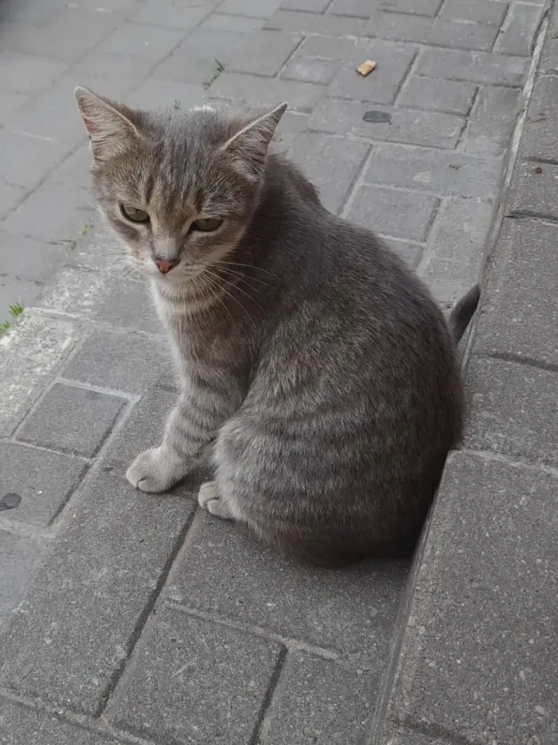 🐾 Очень нужна семья для особенной кошечки ❤️