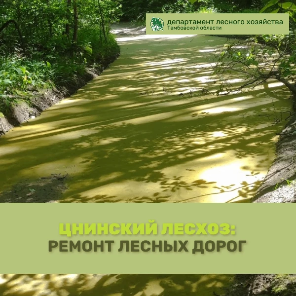 🌲🌳🌱 ТОГАУ «Цнинский лесхоз» активно работает над ремонтом лесных дорог в Отьясском и Перкинском л