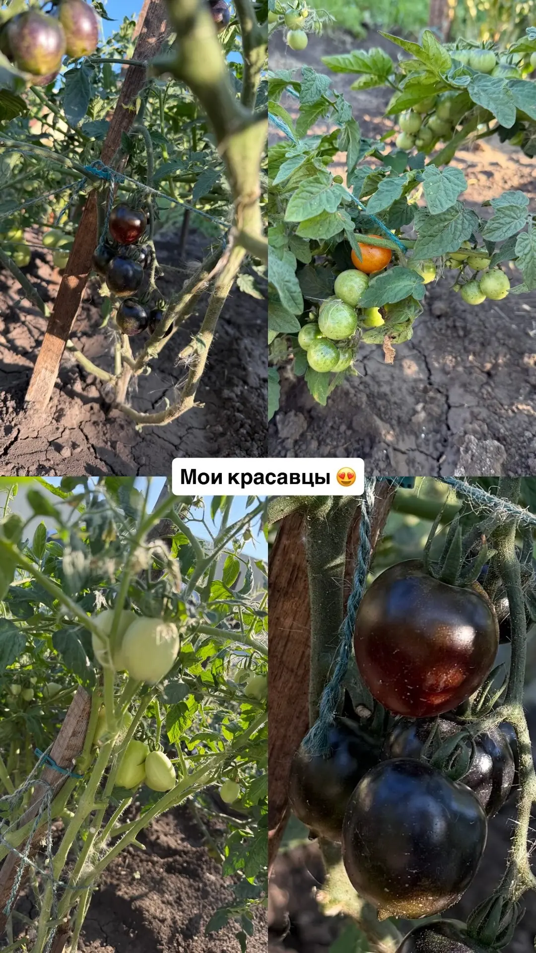 Давно не показывала наш мини-огород🌿