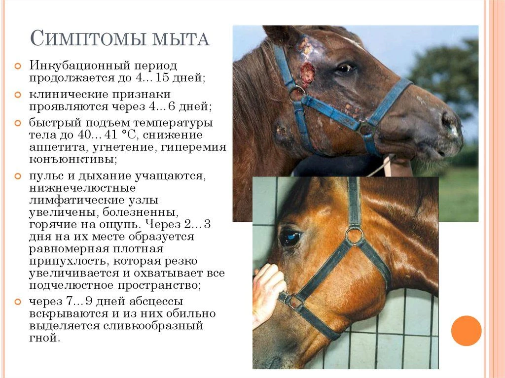 Мыт лошадей – это инфекционное заболевание, сопровождающееся гнойным поражением лимфоуз...