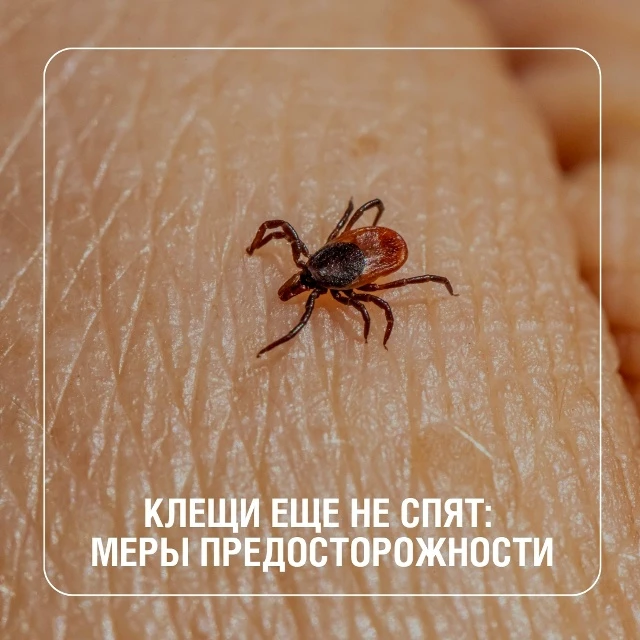 С приходом прохлады многие думают, что сезон клещей закончился. Но это не так! Клещи ак...