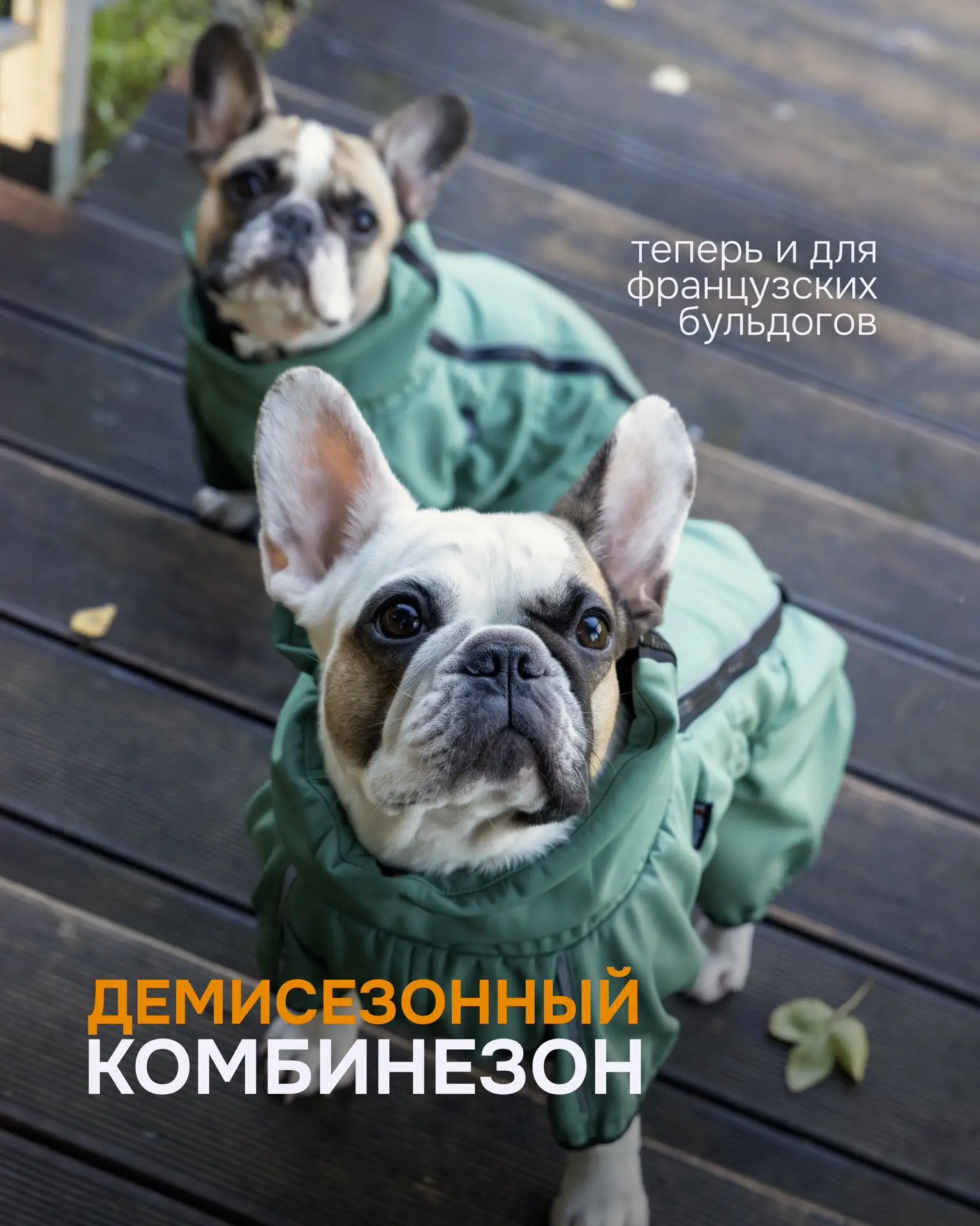 Бульдоги! Встречайте осень в новых демисезонных комбинезонах! 🐶