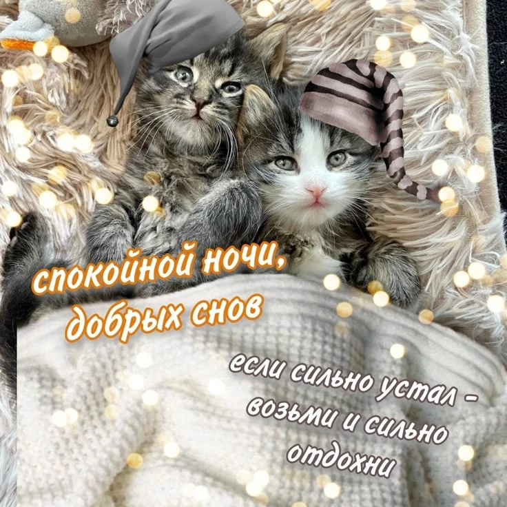 Добрых снов, товарищи котеки!❤