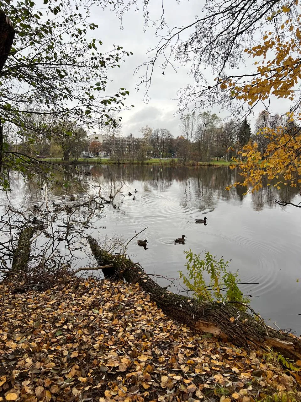 🌊 Сегодня, кажется, иначе понял смысл слова “видение”