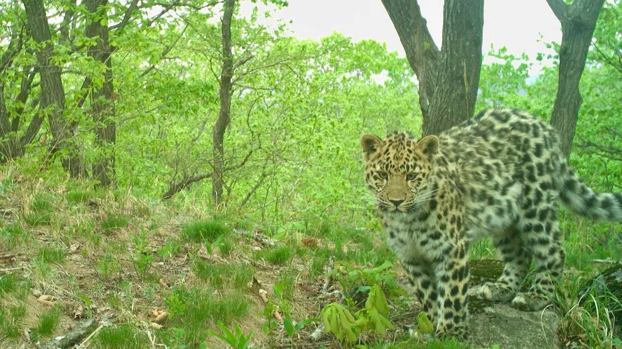 «Леопард-няня» впервые зафиксирован в дикой природе 🐆