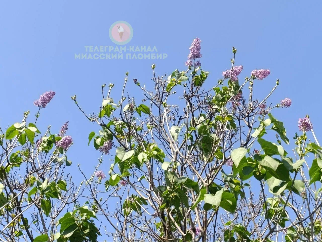 🌸 Сирень зацвела в Миассе в конце августа!
