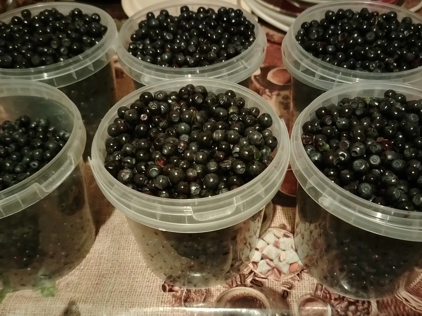 Продам свежую сегодня собранную чернику около 20 л.