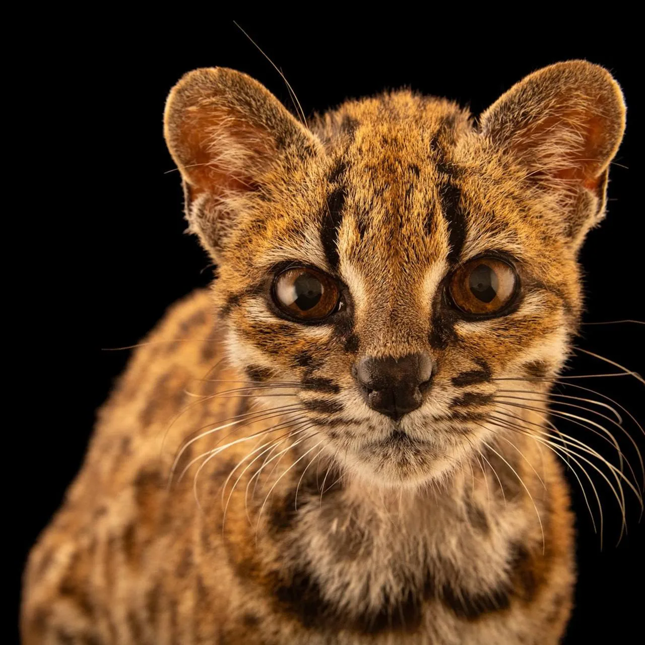 🐱 Ученые открыли новый вид кошек впервые за 100 лет