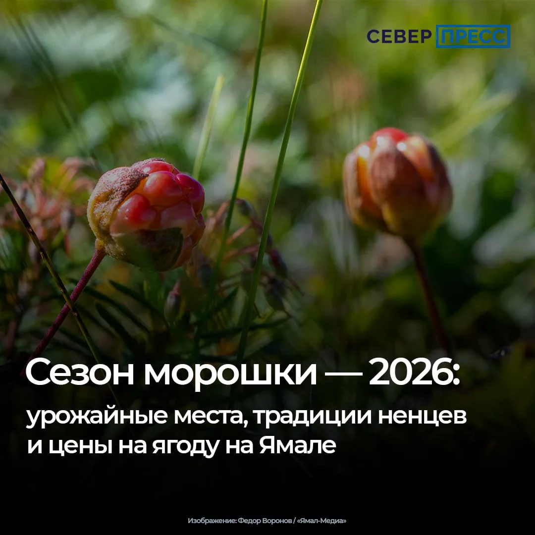 На Ямале стартовал сезон морошки — северной ягоды, которую нередко называют царской. Ее...