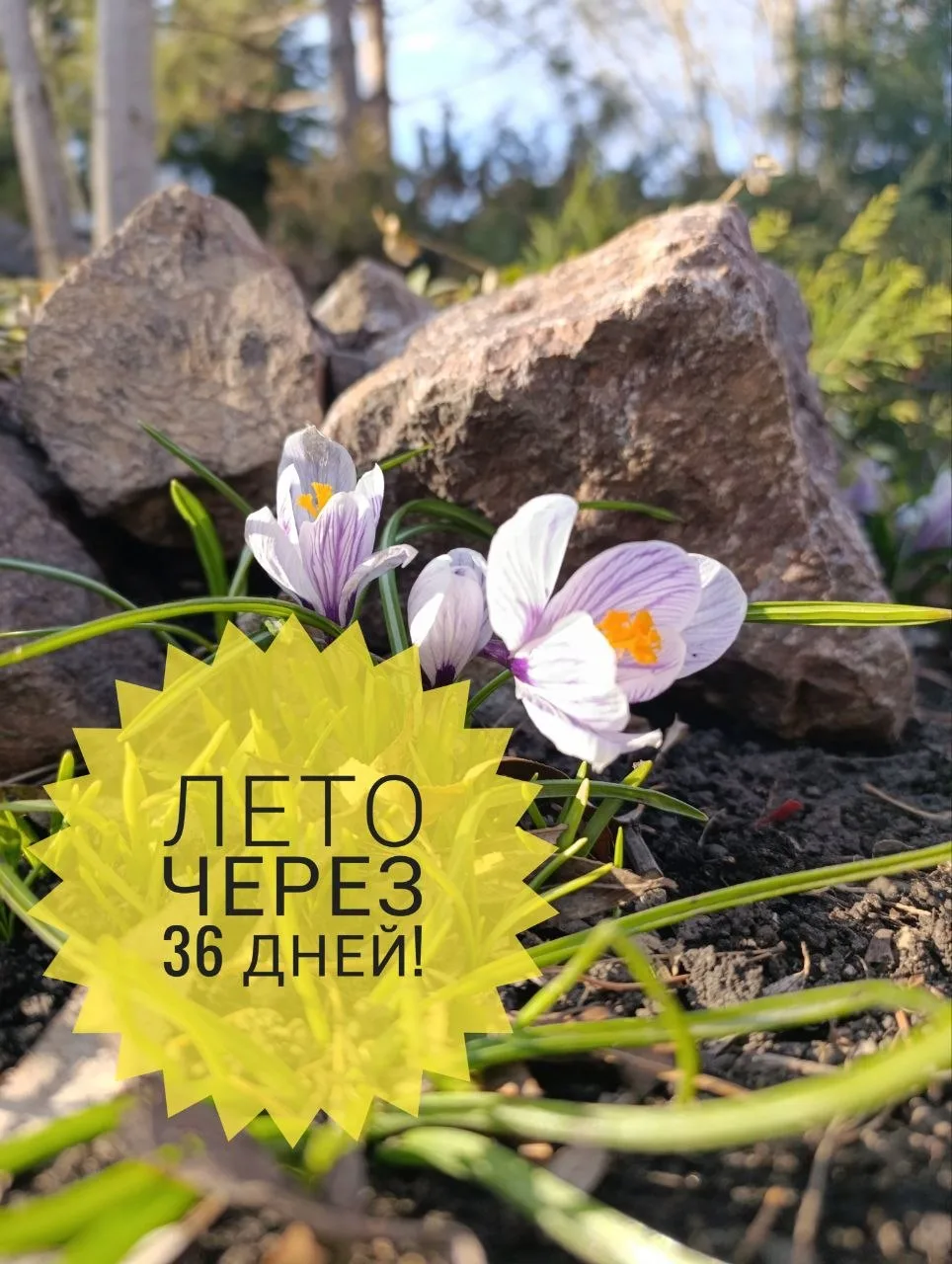 ☀️Доброго весеннего утра! Набираемся сил и хорошего настроения на всю неделю!🌲