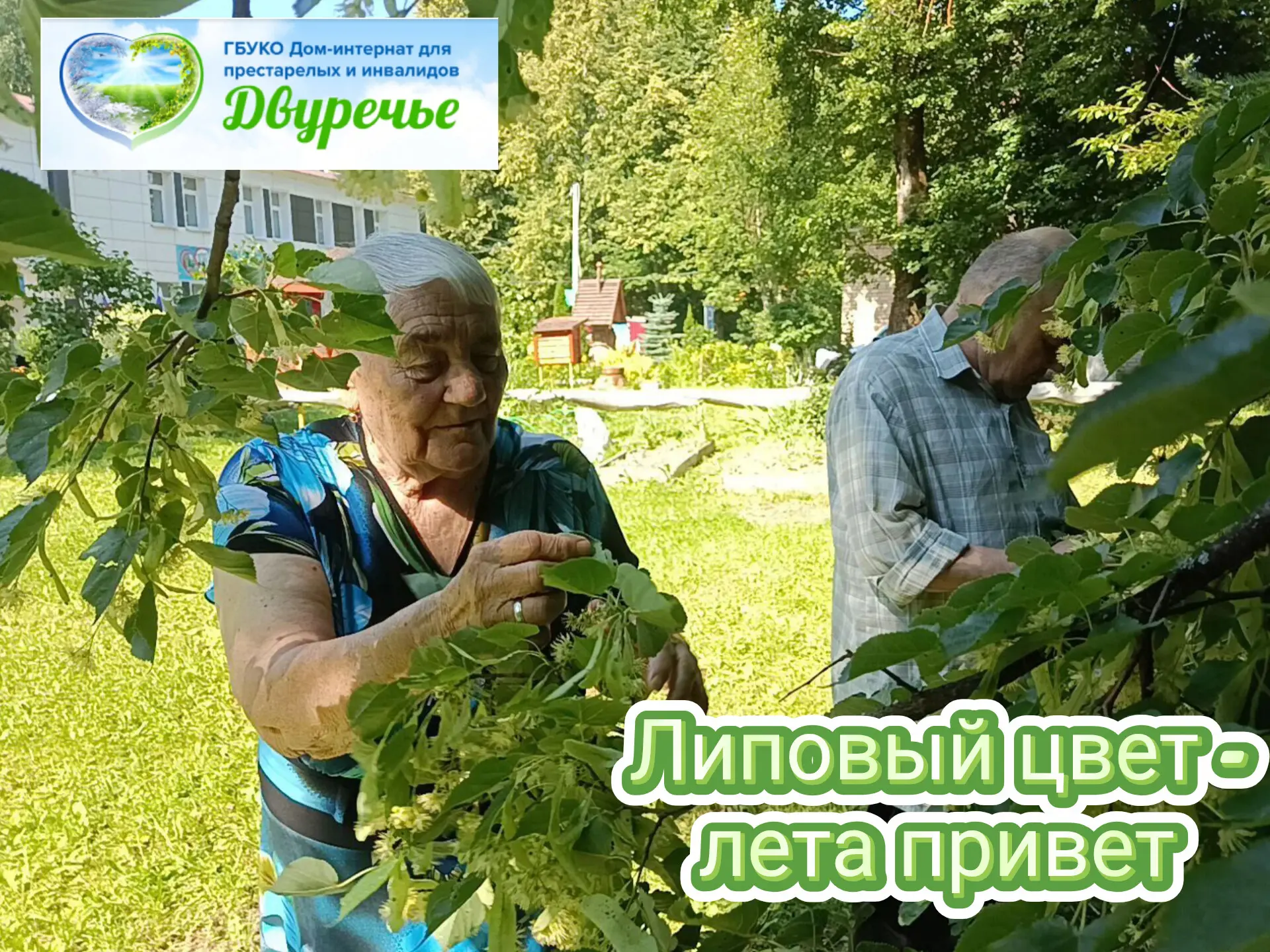🌳Липовый цвет - не только ароматный символ середины лета, но и мощное природное лекарство. 
В чем ж