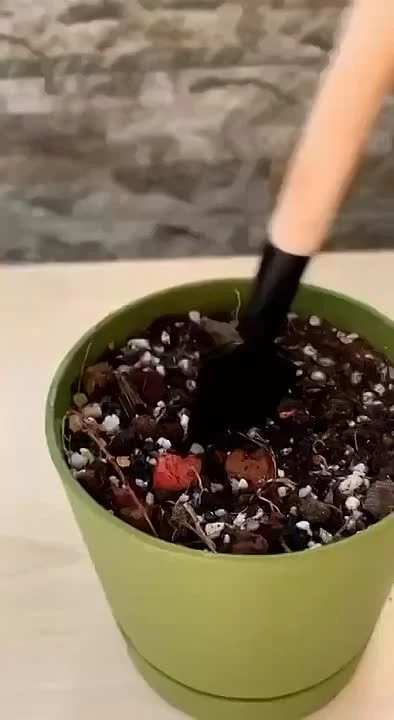 🌱 Размножение листом
