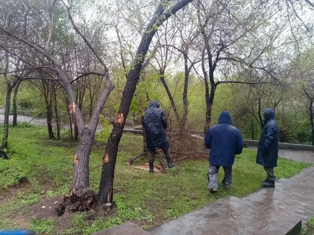 На проспекте Победы оперативно устранили аварийное дерево, угрожавшее линиям электропередачи. Специа
