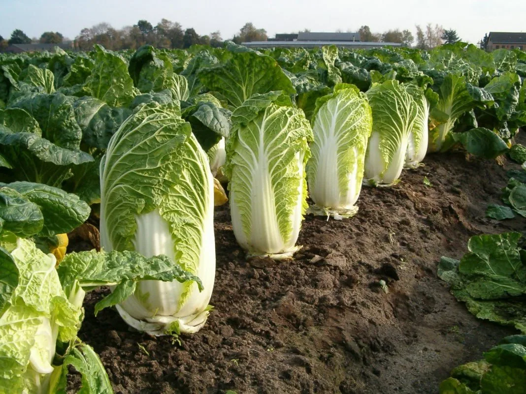🥬Как вырастить пекинскую капусту

📌Посев семян на рассаду. Семена лучше сеять в отдельные горшочки