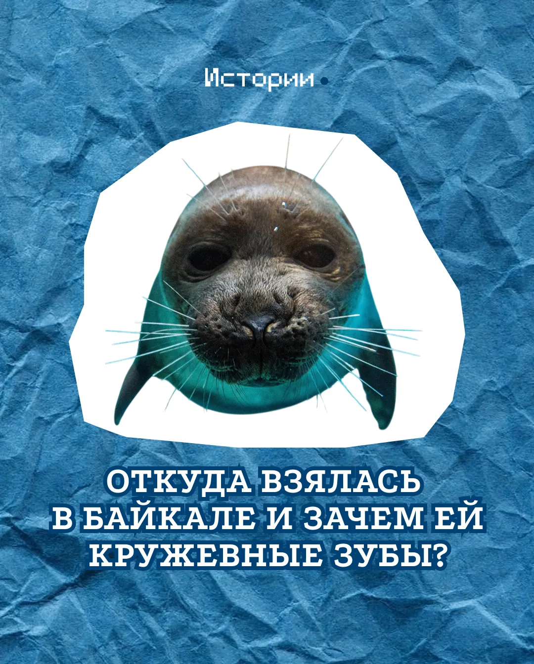 Недавно в Сети появилось милейшее видео: нерпы дрейфуют на льдинах. Отдыхающих на солнышке животных 