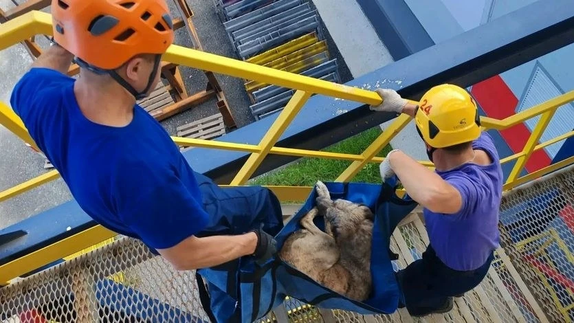 🐕 Спасатели сняли с крыши склада в Орле обессилевшую собаку