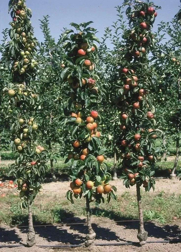 🍏 Что такое колоновидные яблони? 

Отличное решение для небольших участков! Эти яблони растут практ
