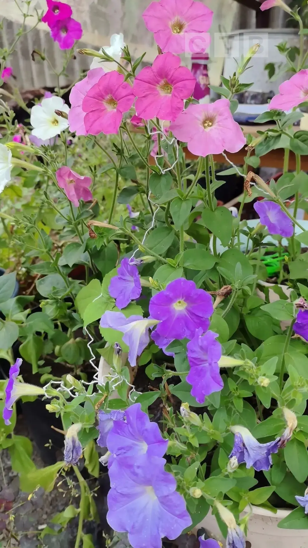 🌷Доброе утро, друзья!