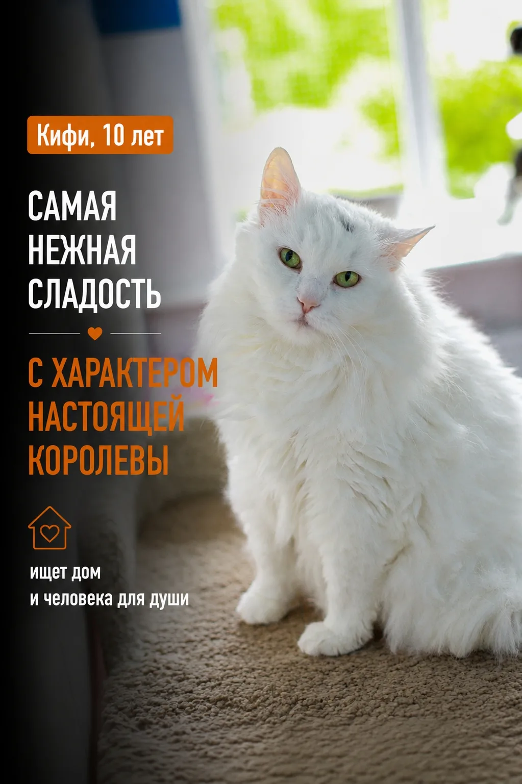 Наша Кифи — самая настоящая пушистая сладость! С первого взгляда кажется, будто в приют...