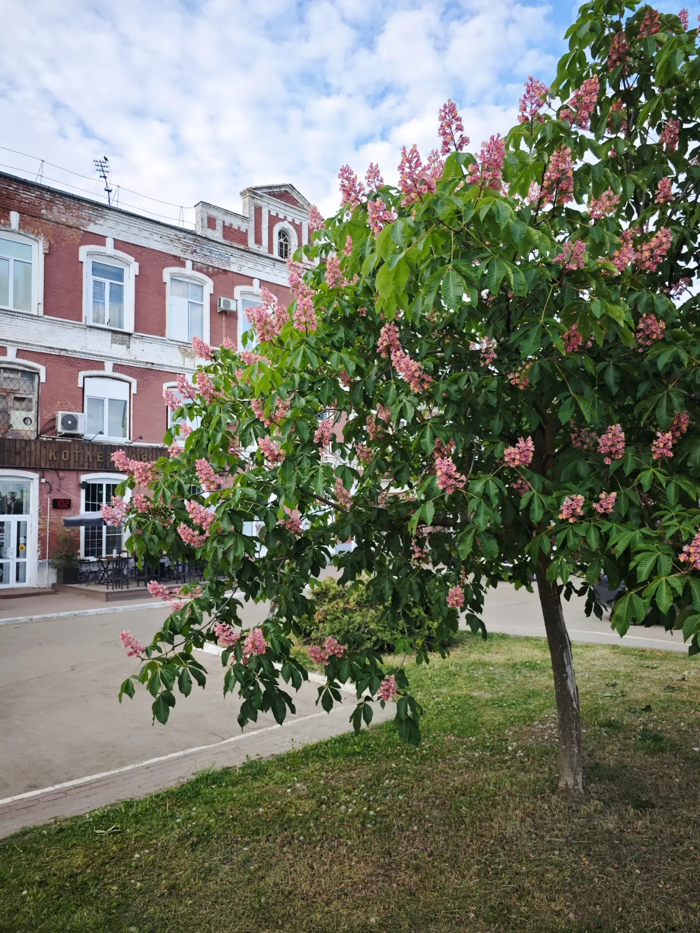 🌸 Цветущие розовые каштаны  📍#Иваново, проспект Ленина, 21