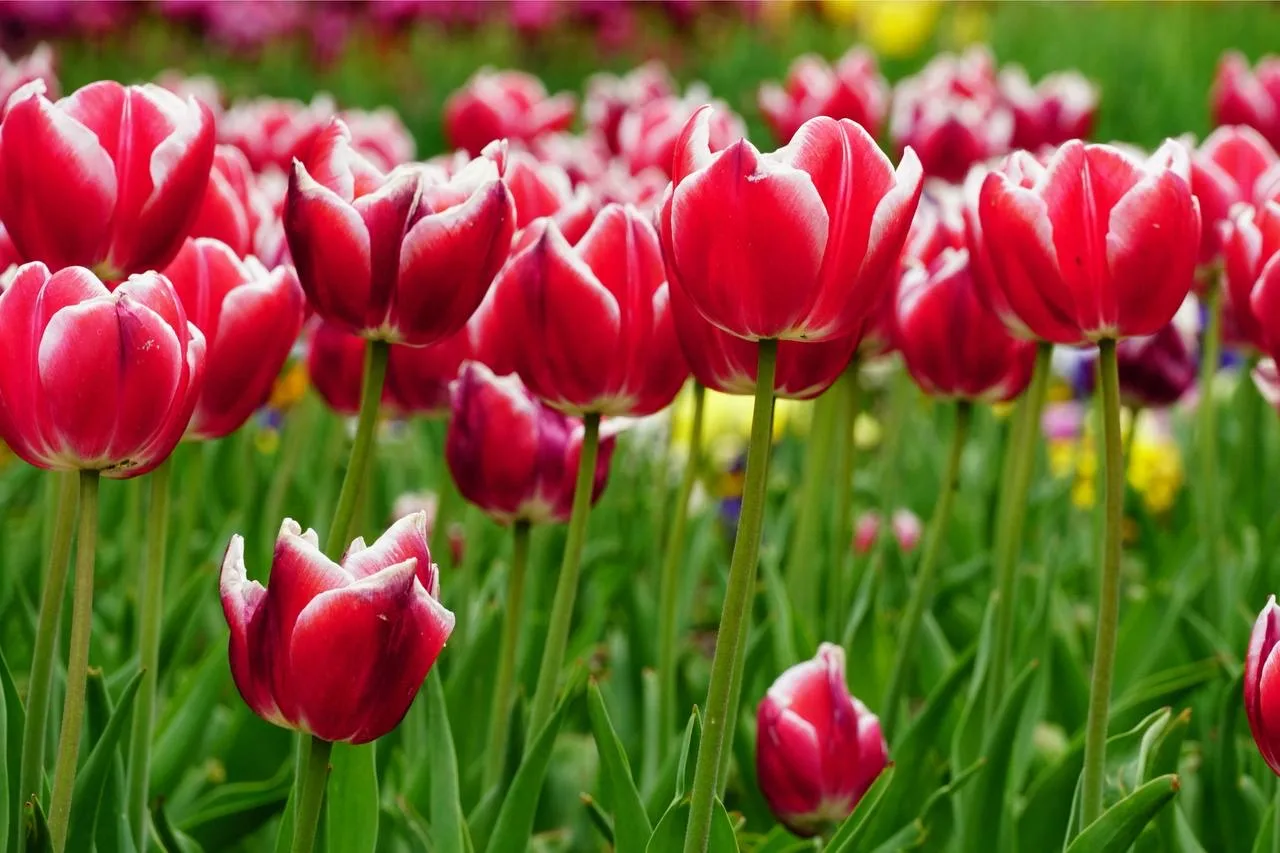 🌷 Когда Стамбул превращается в город тюльпанов  Каждую весну Стамбул переживает одно из самых красив