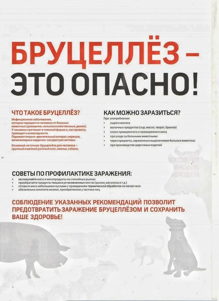 🦠 Бруцеллез– инфекционное заболевание животных и человека, протекающее в хронической форме. У больш
