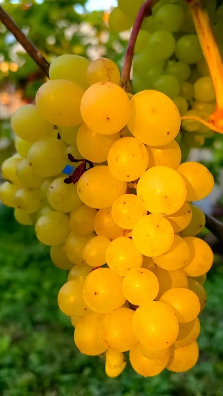 🍇 Вы как хотите, а мы собираемся на экскурсию... на виноградник! Семья Крецу приглашае...