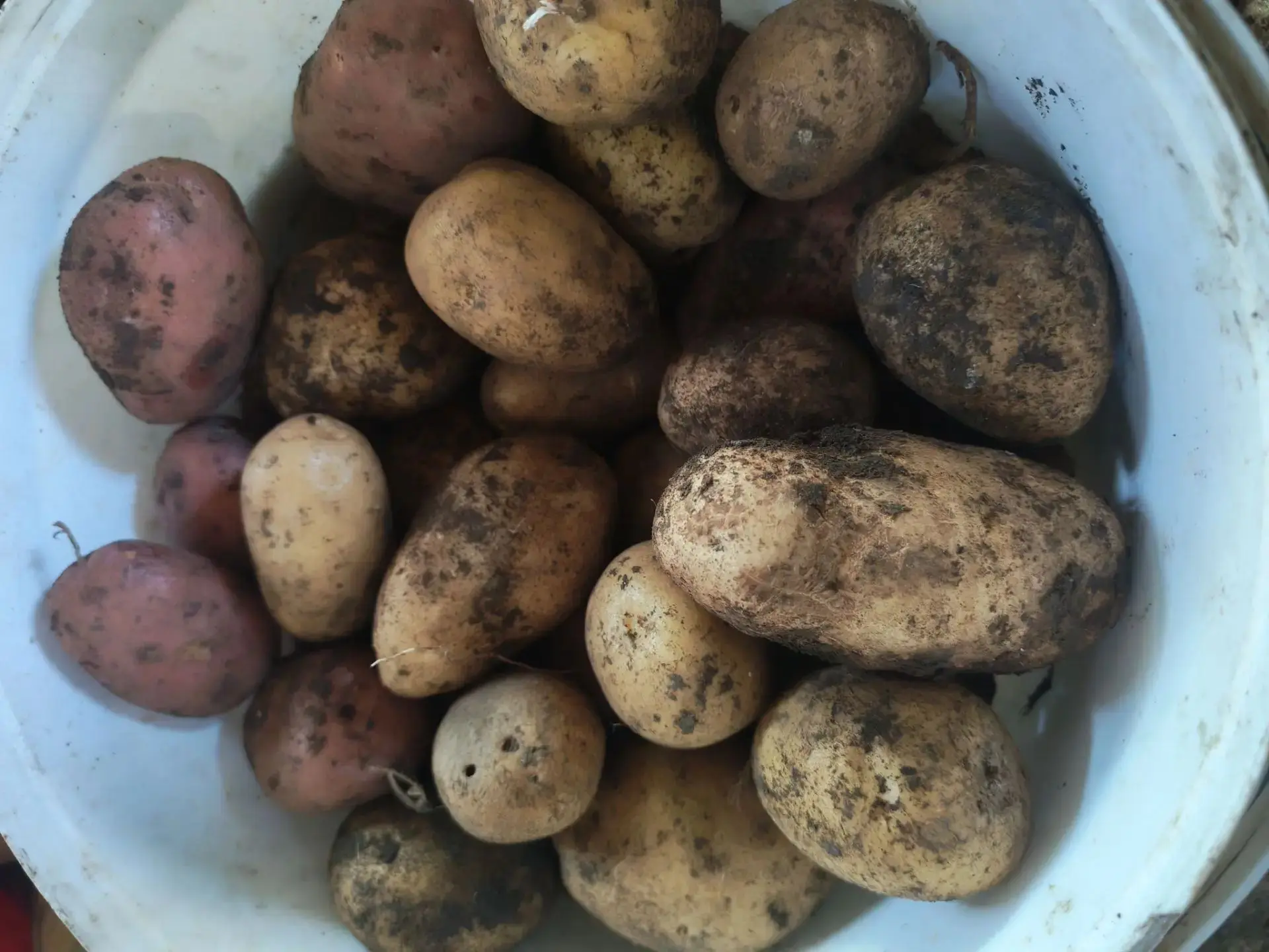 Продам домашний картофель